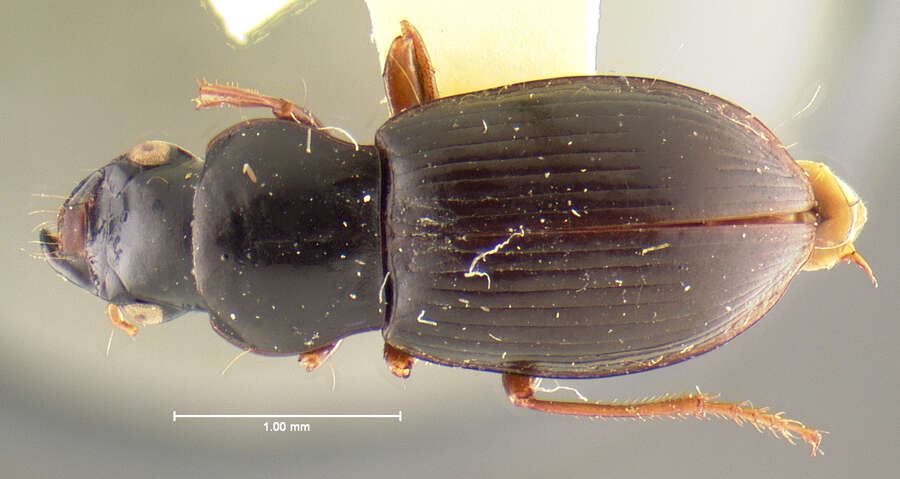 Image of Chydaeus (Chydaeus) hinnus Darlington 1971