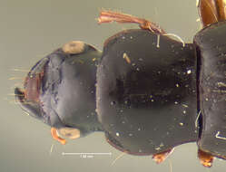 Image of Chydaeus (Chydaeus) hinnus Darlington 1971