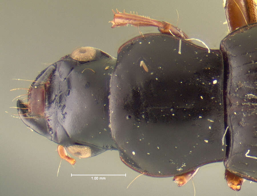 Image of Chydaeus (Chydaeus) hinnus Darlington 1971