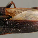 Image of Lobopoda (Lobopoda) colona Campbell 1971