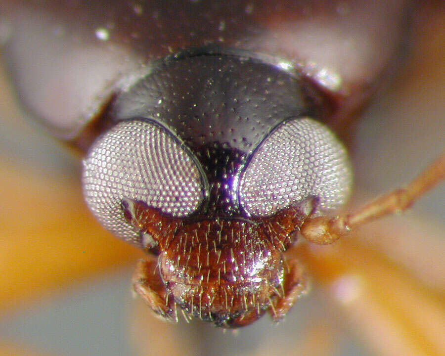 Image of Lobopoda (Lobopoda) polita Campbell 1971