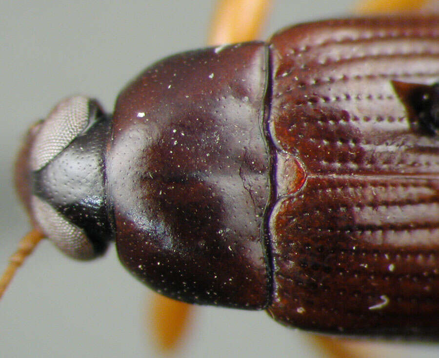 Image of Lobopoda (Lobopoda) polita Campbell 1971