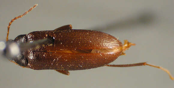 Image de Lobopoda (Lobopoda) hispaniolensis Campbell 1971