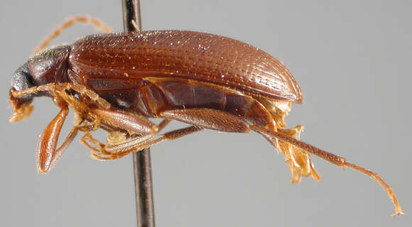 Image of Lobopoda (Lobopoda) hispaniolensis Campbell 1971