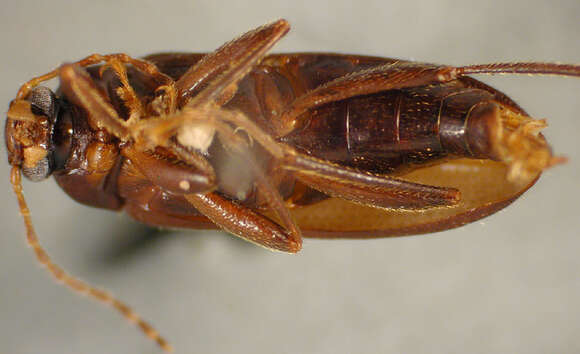 Image of Lobopoda (Lobopoda) hispaniolensis Campbell 1971