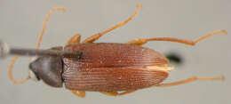 Image of Lobopoda (Lobopoda) fallaciosa Campbell 1971