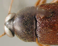 Image of Lobopoda (Lobopoda) fallaciosa Campbell 1971