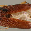 Image of Lobopoda (Lobopoda) distans Campbell 1971