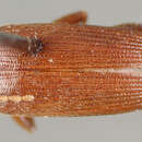 Image de Lobopoda (Lobopoda) picipennis Campbell 1971