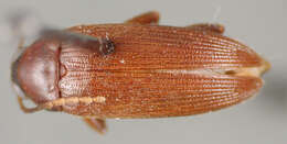 Image de Lobopoda (Lobopoda) picipennis Campbell 1971