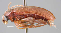 Image of Lobopoda (Lobopoda) picipennis Campbell 1971