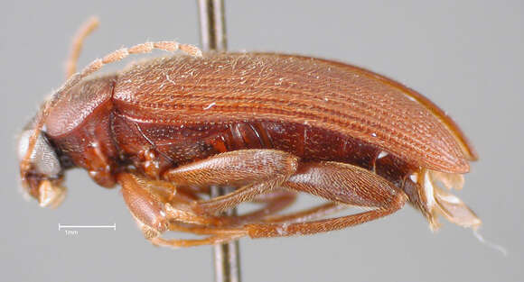 Image de Lobopoda (Lobopoda) picipennis Campbell 1971