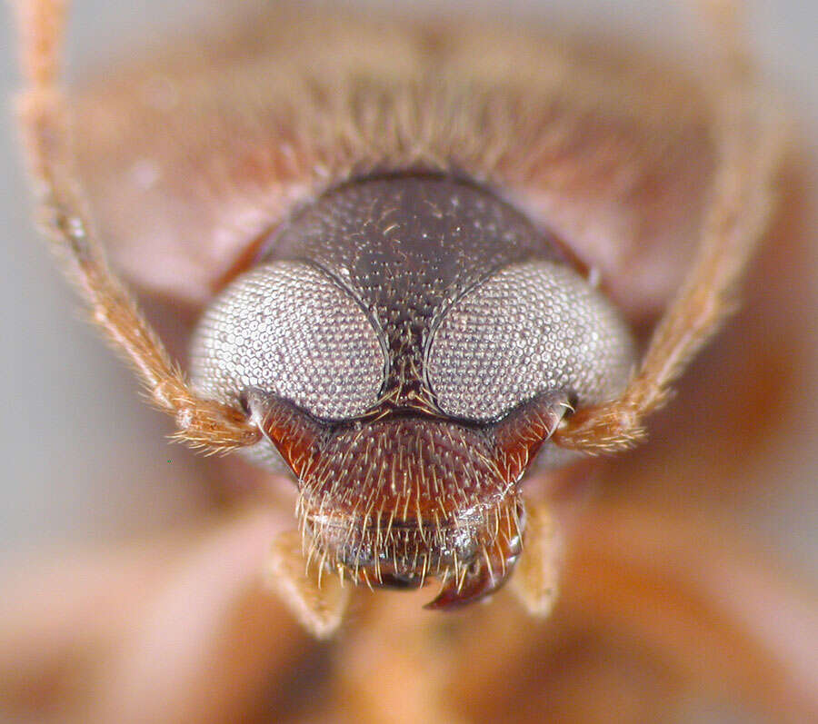 Image of Lobopoda (Lobopoda) picipennis Campbell 1971