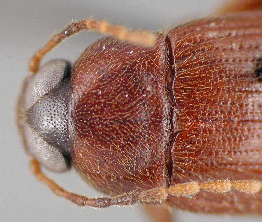 Image of Lobopoda (Lobopoda) picipennis Campbell 1971