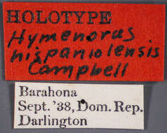 Imagem de Hymenorus hispaniolensis Campbell 1971