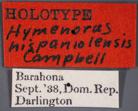 Image of Hymenorus hispaniolensis Campbell 1971