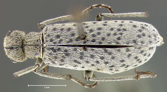 Image of Epicauta (Epicauta) normalis Werner 1944