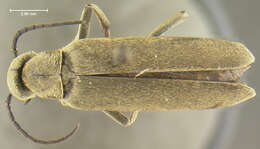 Image of Epicauta (Macrobasis) uniforma Werner 1944