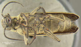 Image of Epicauta (Macrobasis) uniforma Werner 1944