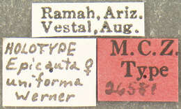 Image of Epicauta (Macrobasis) uniforma Werner 1944