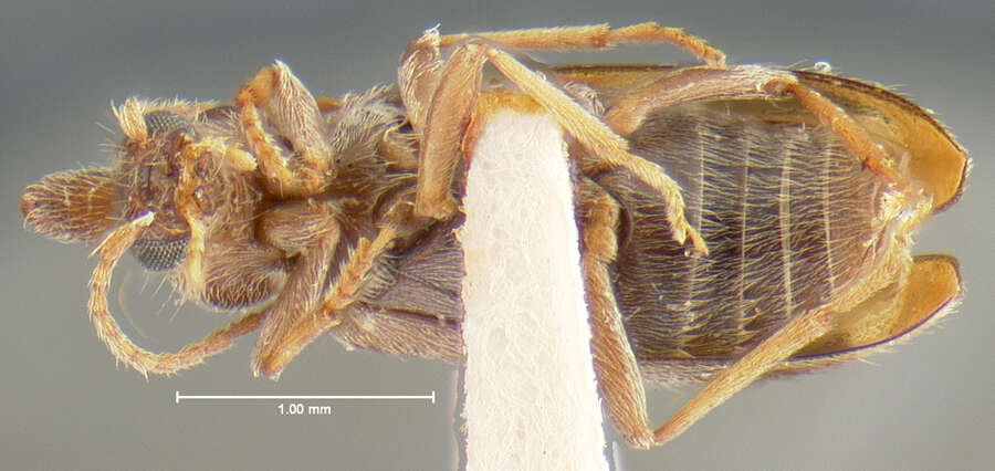 Image of Notoxus pictus Casey 1895