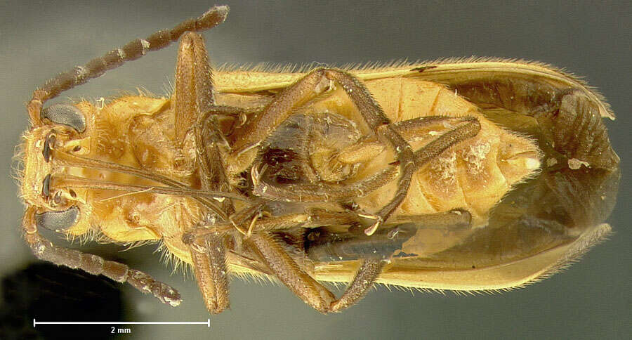 Image of Nemognatha (Pauronemognatha) capillaris Enns 1956
