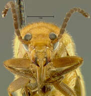 Image of Nemognatha (Pauronemognatha) capillaris Enns 1956