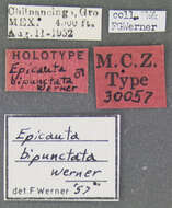 Image of Epicauta (Macrobasis) bipunctata Werner 1958