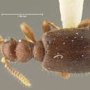 صورة Tomoderus inhabilis Werner 1958