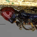 Image of Myrmecodemus (Myrmecodemus) riverinae (Sloane 1890)