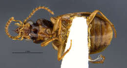 Image of Perigona (Trechicus) dorsata Darlington 1964