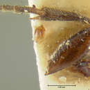 Image of Ripiphorus calopterus Rivnay 1929
