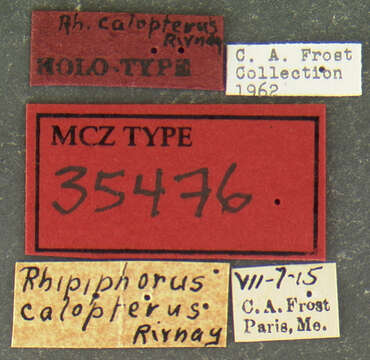 Image of Ripiphorus calopterus Rivnay 1929