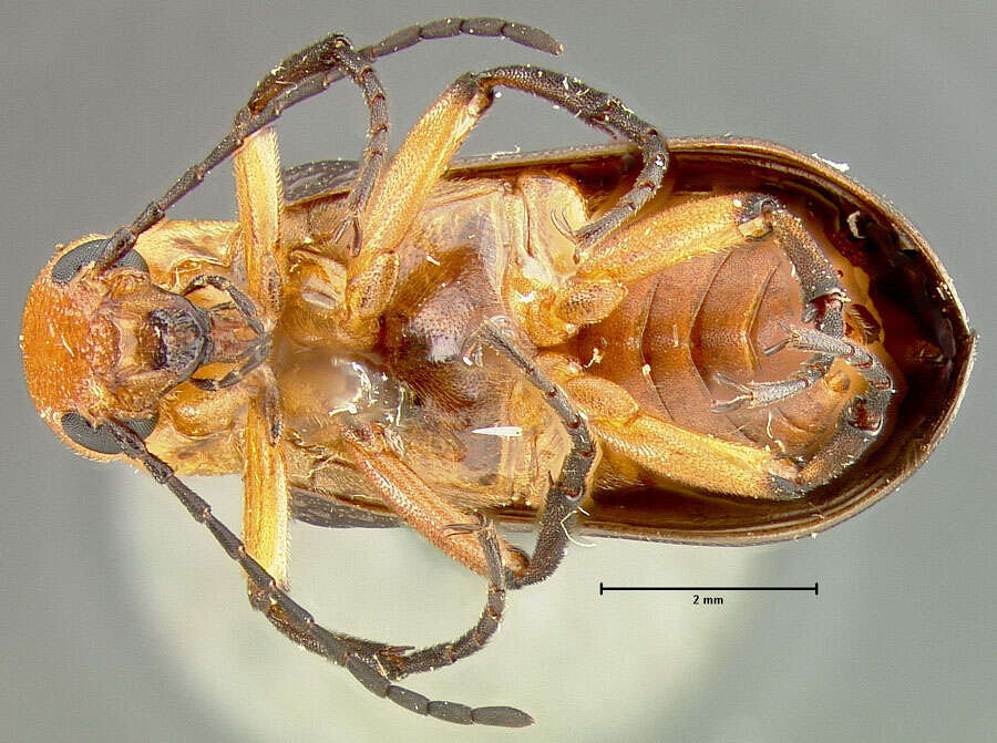 Image of Zonitis (Parazonitis) tarasca borealis Enns 1956