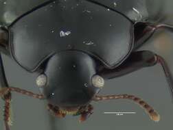 Image of Nesocyrtosoma simplex Hopp & Ivie 2009