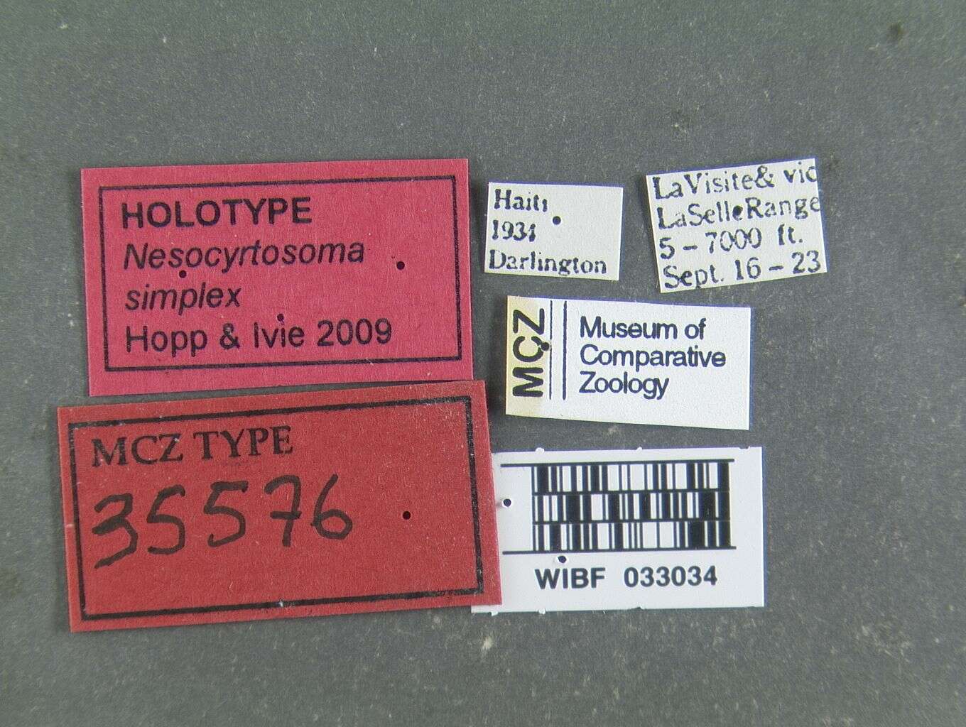 Image of Nesocyrtosoma simplex Hopp & Ivie 2009