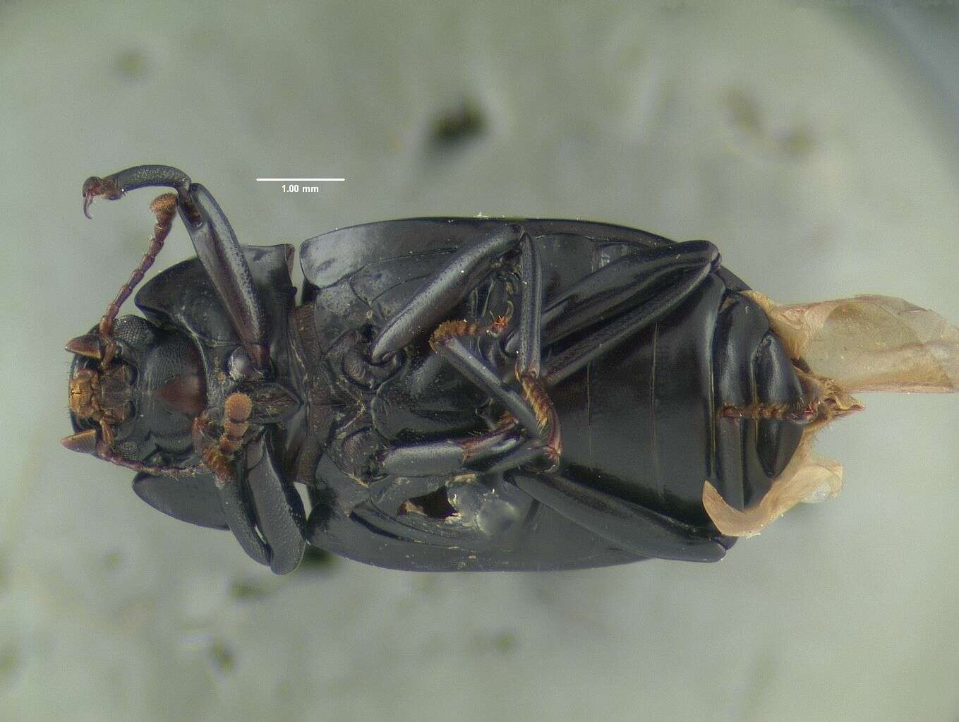 Image de Nesocyrtosoma darlingtoni Hopp & Ivie 2009