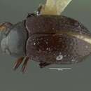 Image of Nesocyrtosoma teresitae Hopp & Ivie 2009