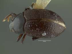 Image de Nesocyrtosoma teresitae Hopp & Ivie 2009