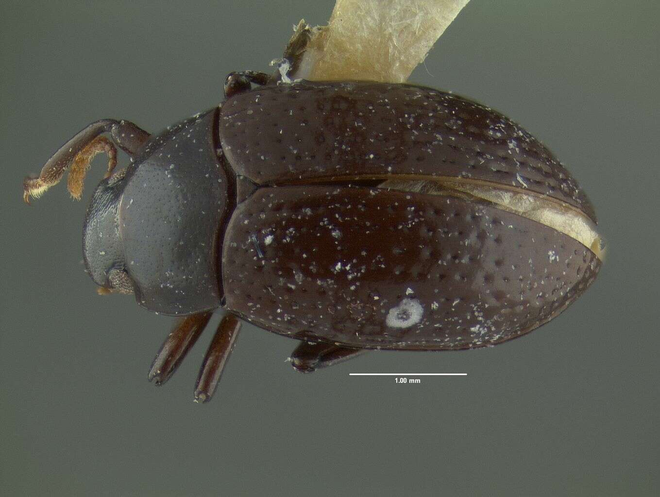 Image de Nesocyrtosoma teresitae Hopp & Ivie 2009