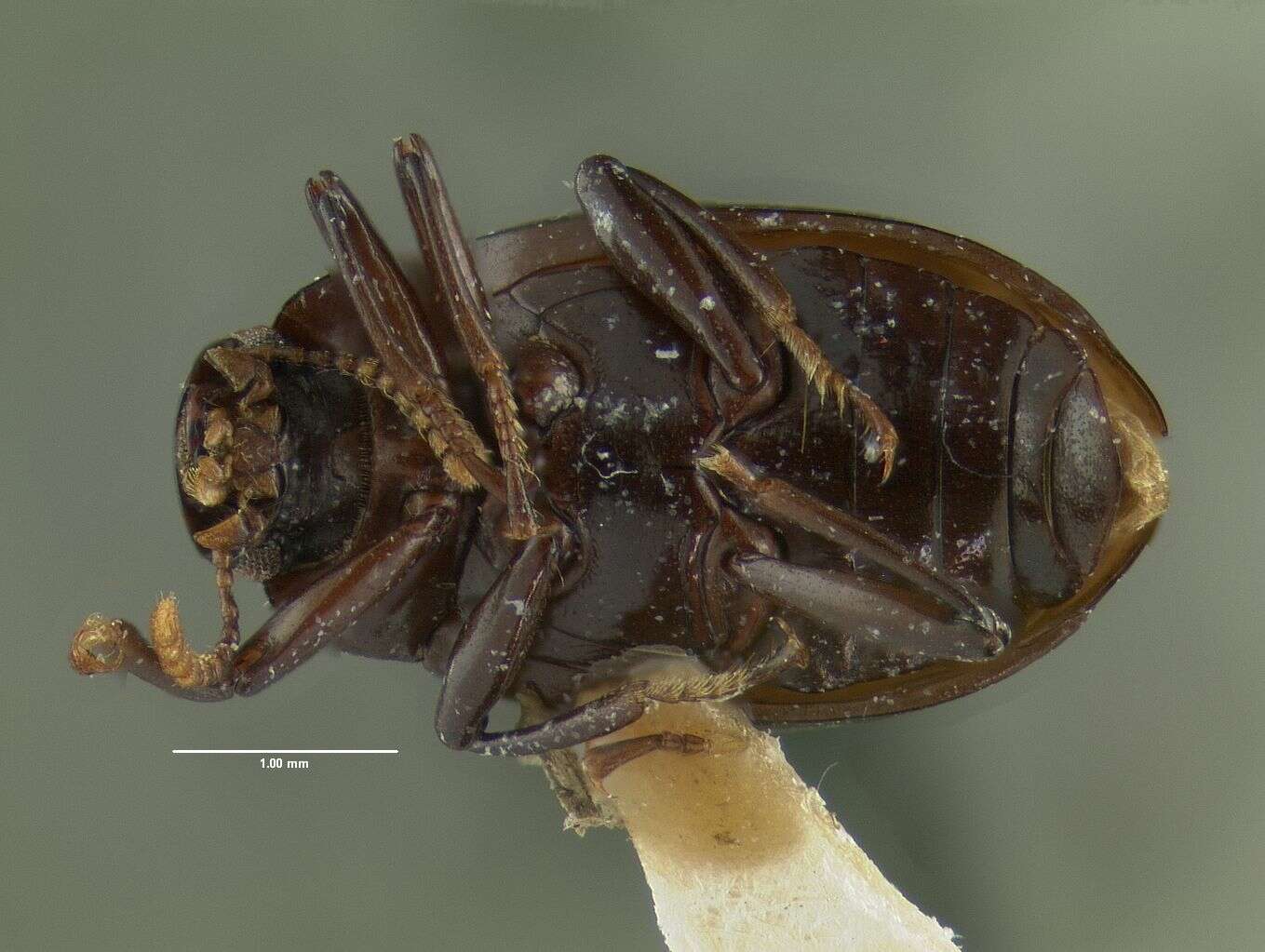 Image de Nesocyrtosoma teresitae Hopp & Ivie 2009