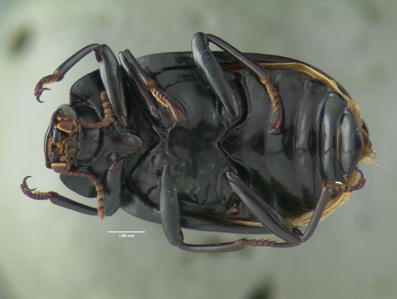 Image de Nesocyrtosoma basilense Hopp & Ivie 2009