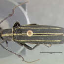 Image of Epicauta (Epicauta) hubbelli Werner 1973