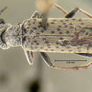 Image of Epicauta (Macrobasis) prosopidis Werner 1973