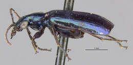 Image of Lebia (Lebia) viridis Say 1823