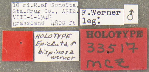 Image of Epicauta (Epicauta) bispinosa Werner 1944