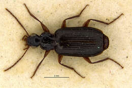 Image of Dromius (Dromius) quadraticollis A. Morawitz 1862