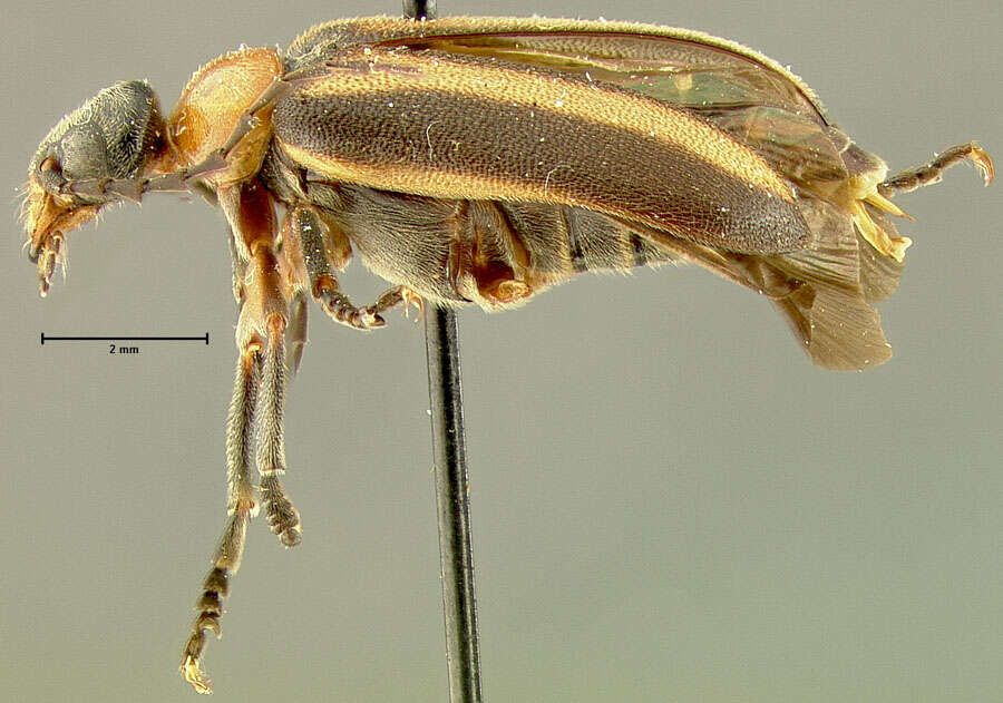 Image of Serrospasta vittata Selander 1966