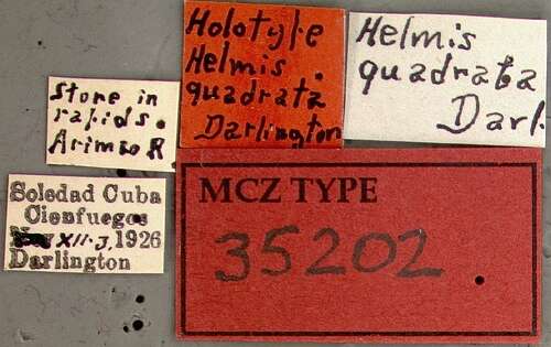 Image of Hexacylloepus quadratus (Darlington 1927)