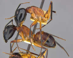 Image of Camponotus ocreatus Emery 1893